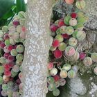Exotische Früchte: Indian Fig Tree