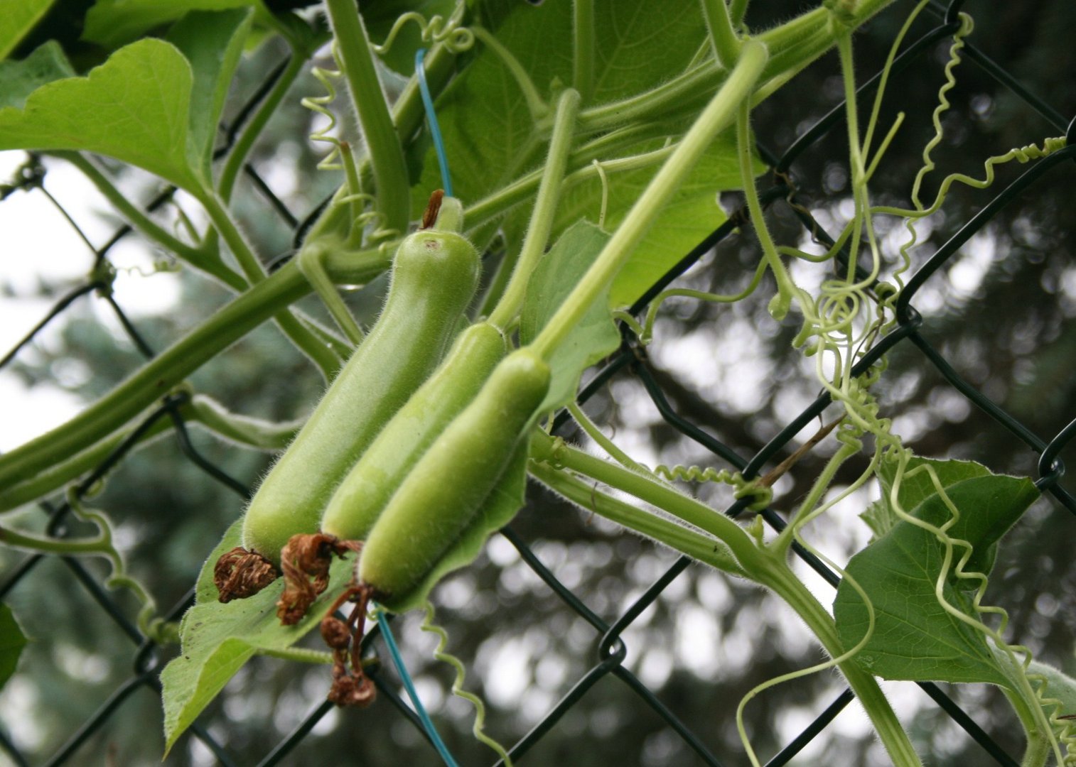 exotische gemüse aus asien (in mein garten in d-dorf) Foto &amp; Bild ...