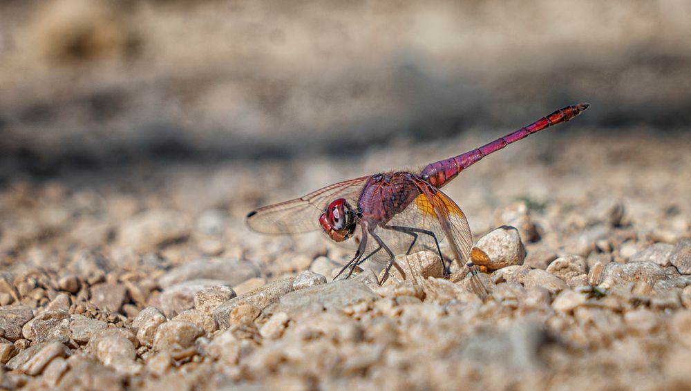 Exotische Libelle