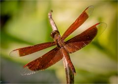 Exotische Libellenschönheit