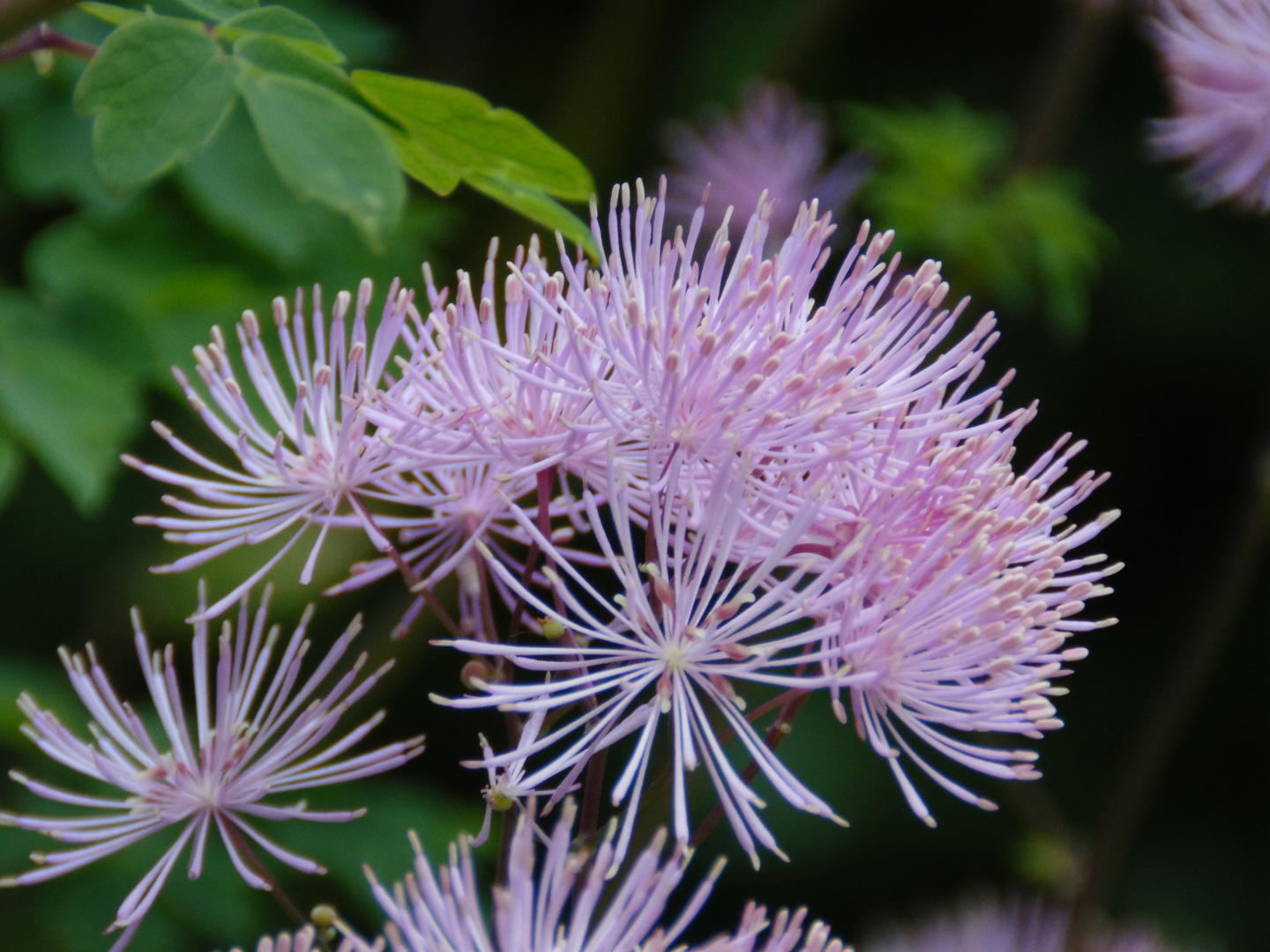 Exotische Makro Blüte