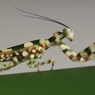 Exotische Mantis