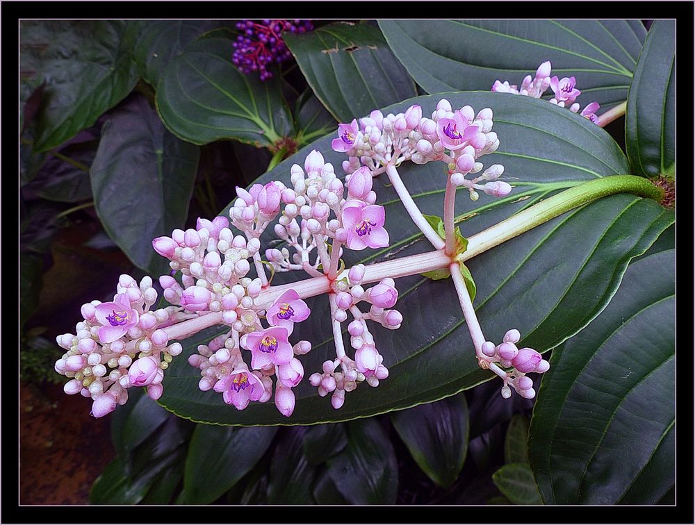 Exotische  Medinilla im Gewächshaus 