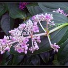 Exotische  Medinilla im Gewächshaus 