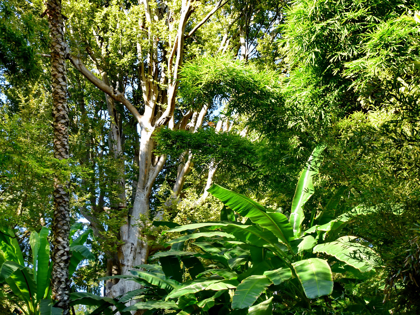 Exotische Natur:  Im Regenwald