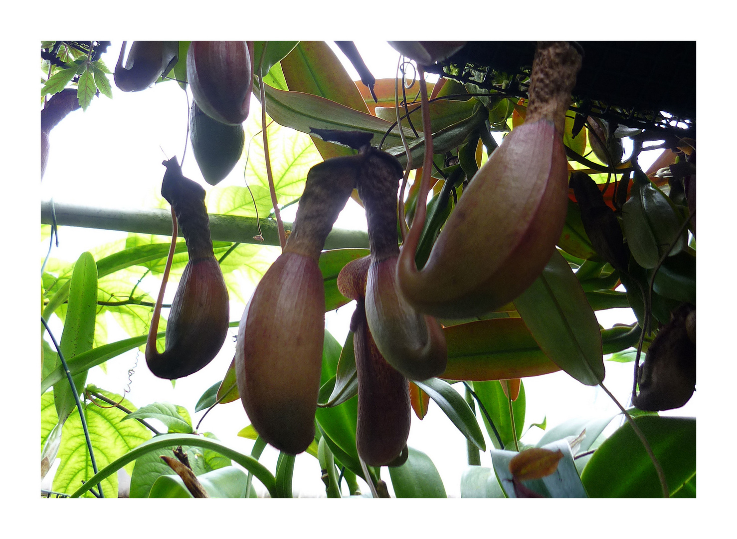 Exotische Nepenthes