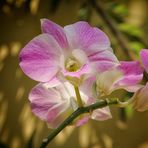 Exotische Orchideen 