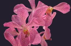 Exotische Orchideen