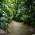 Exotische Palmen im Parque Terra Nostra in Furnas