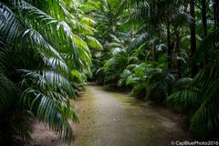 Exotische Palmen im Parque Terra Nostra in Furnas