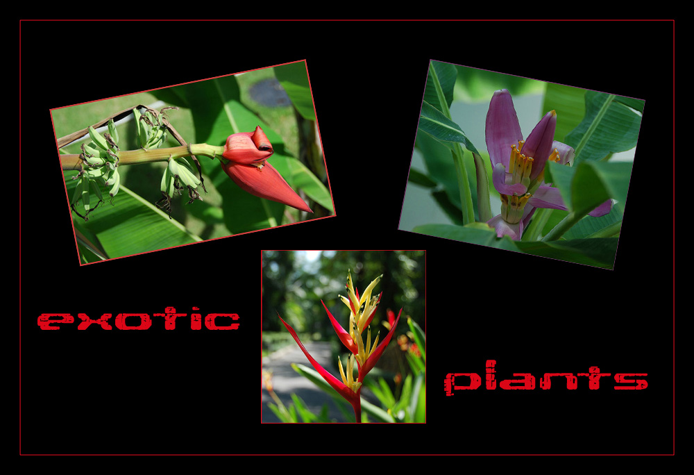 exotische Pflanzen