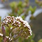 Exotische Pflanzenwelt