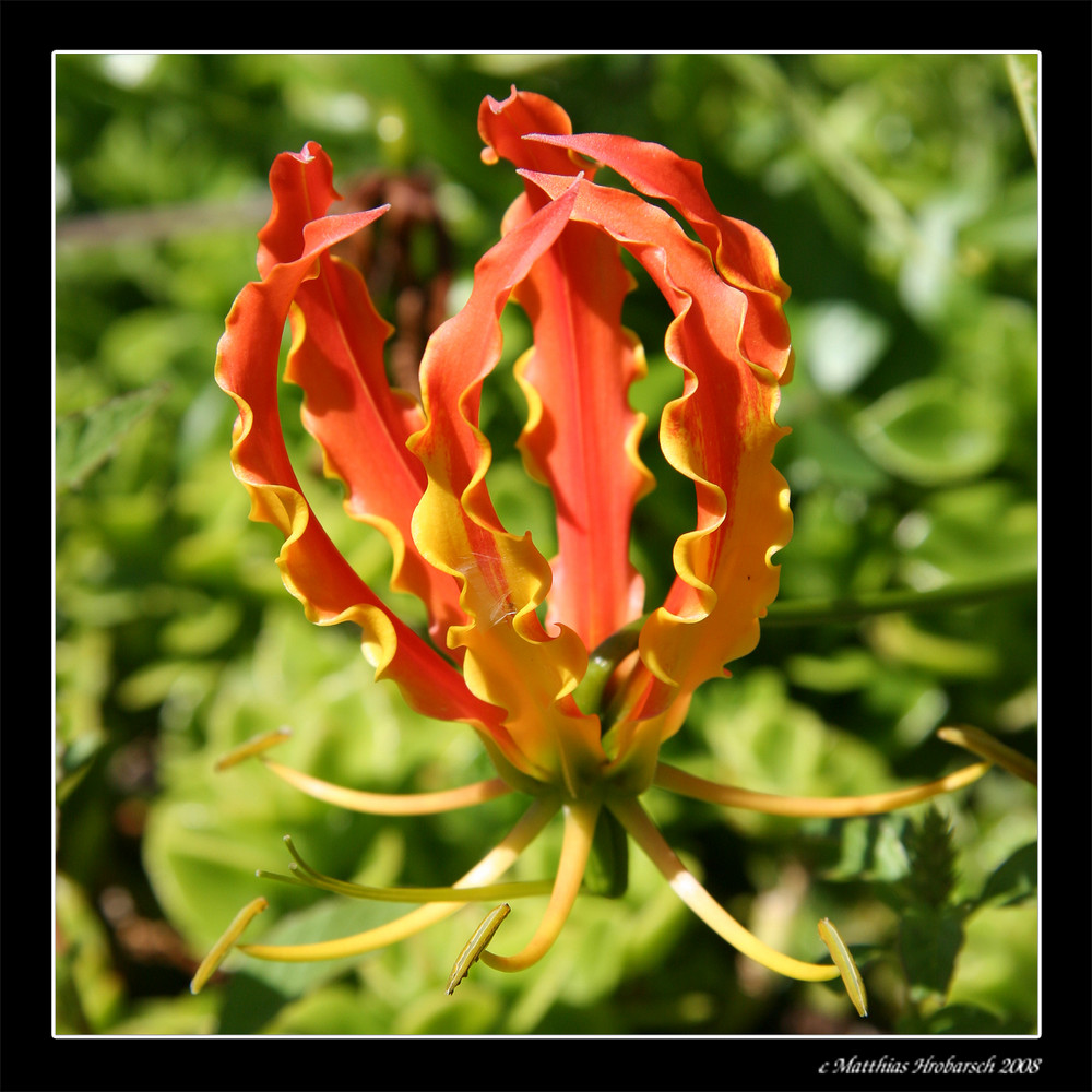 Exotische Rote Blute Foto Bild Africa Southern Africa South Africa Bilder Auf Fotocommunity