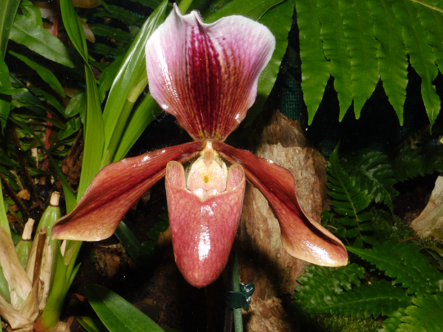 Exotische Rote Orchidee