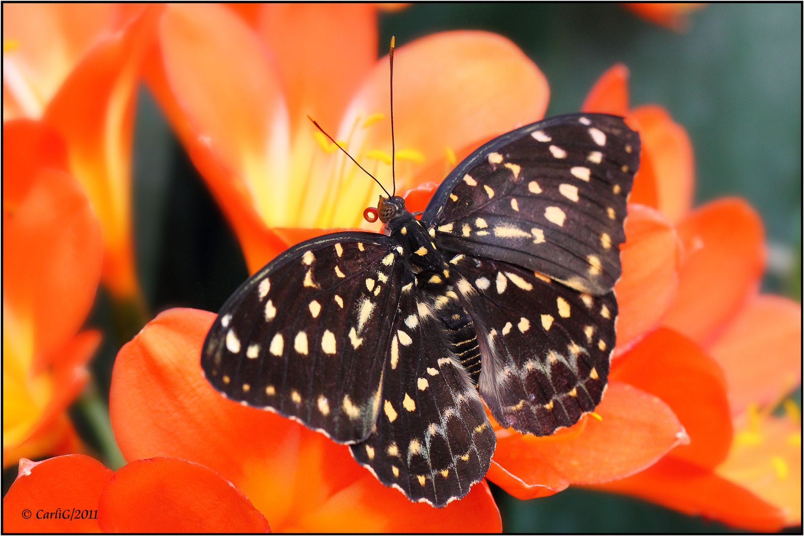 Exotische Schmetterlinge #01