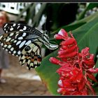Exotische Schmetterlinge ...
