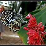 Exotische Schmetterlinge ...