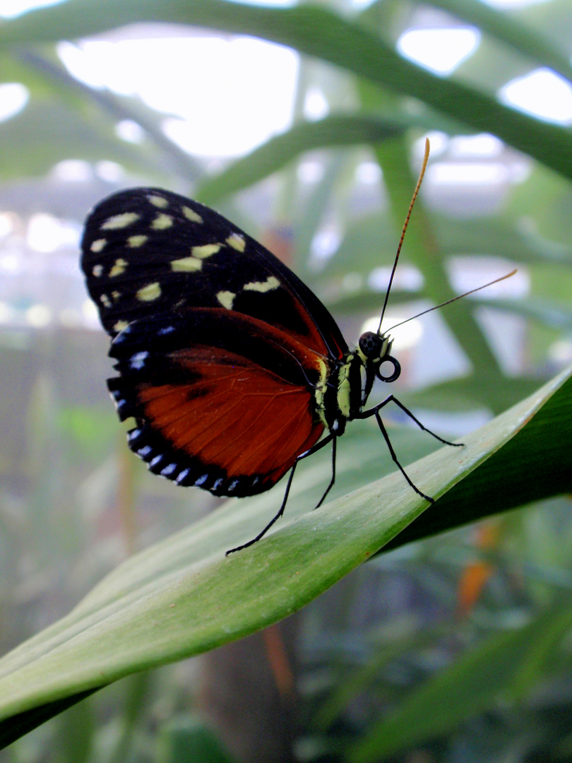 Exotische Schmetterlinge in München