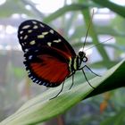 Exotische Schmetterlinge in München