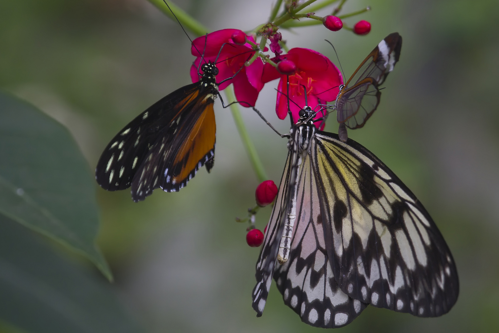Exotische Schmetterlinge in Sayn