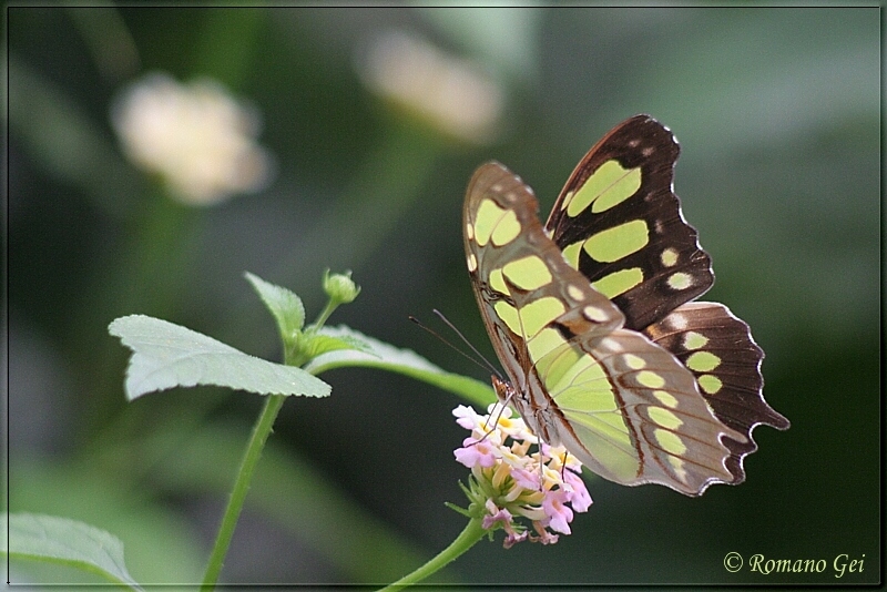 Exotische Schmetterlingswelt #1