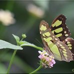 Exotische Schmetterlingswelt #1