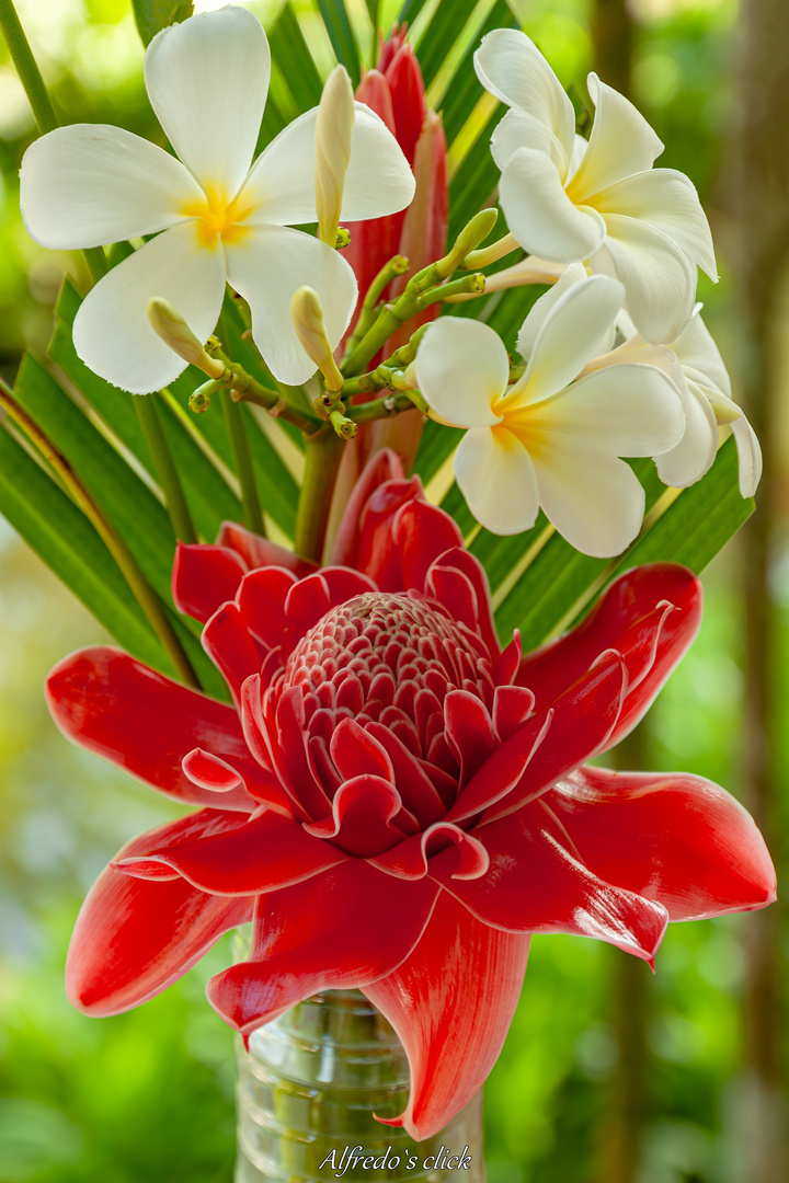 Exotische Schönheiten, "RED TORCH GINGER"