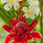 Exotische Schönheiten, "RED TORCH GINGER"