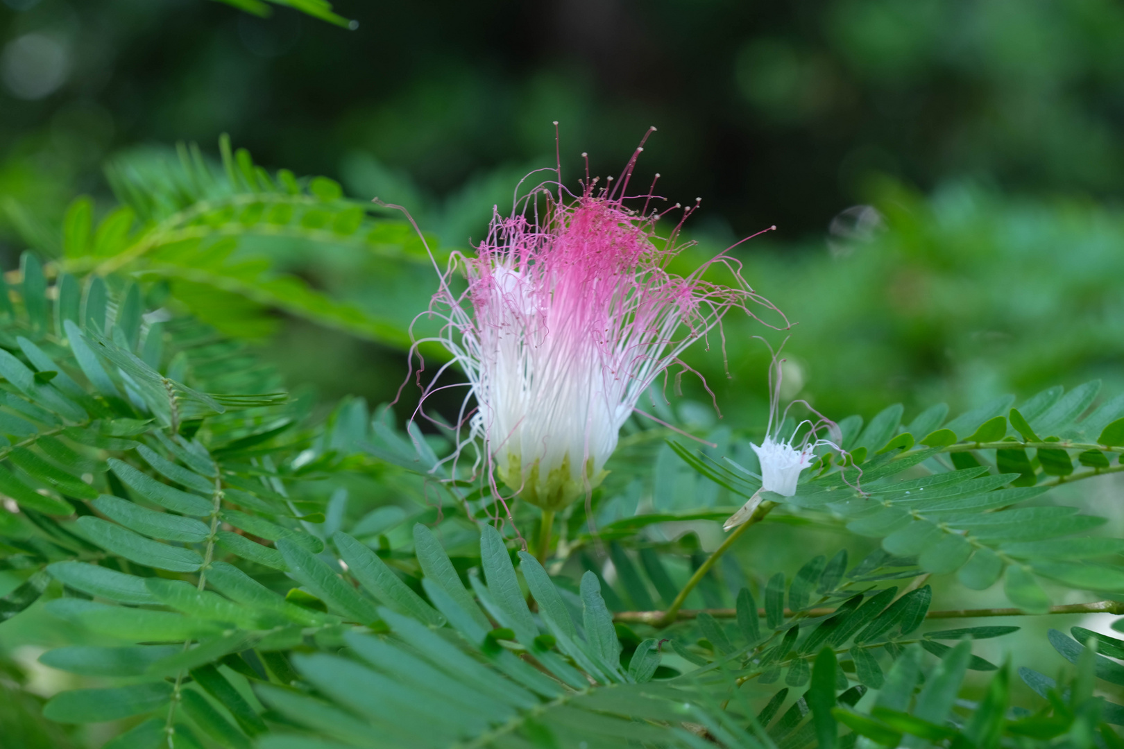 ...exotische Seidenbaum Blüte...