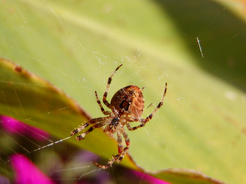 exotische Spinne