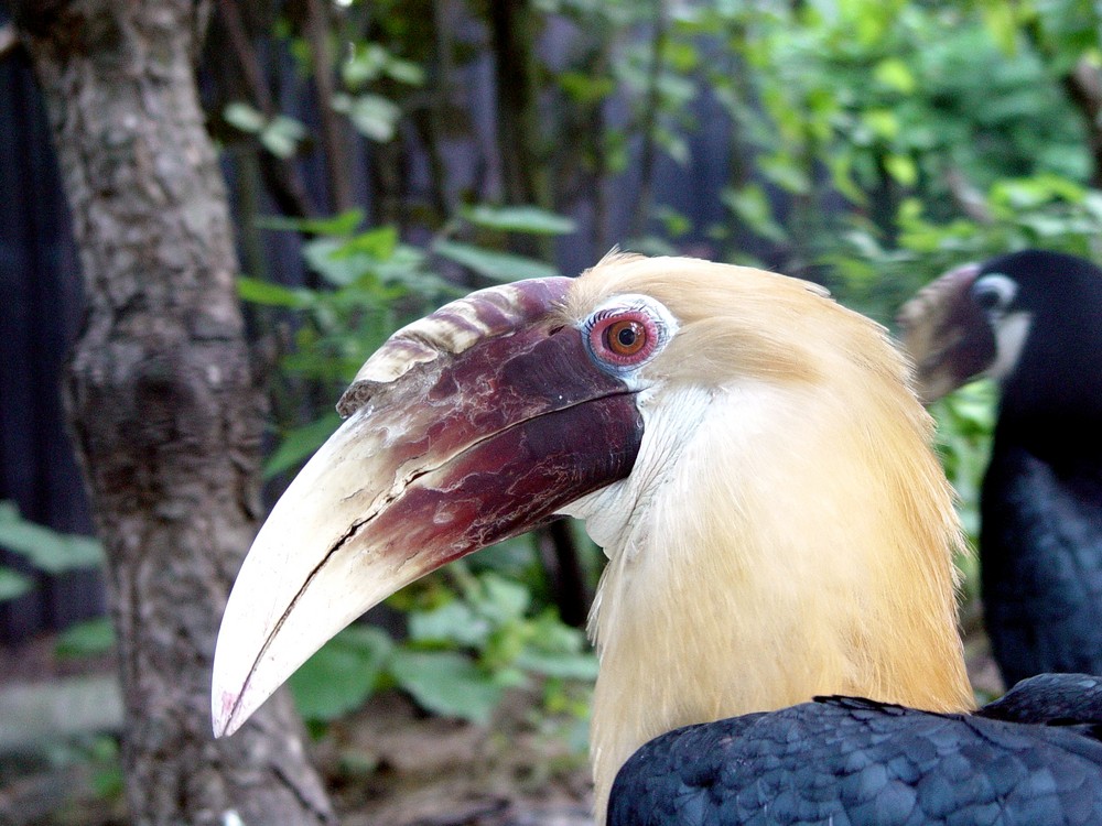 Exotische Vogel mit schöne Wimpern