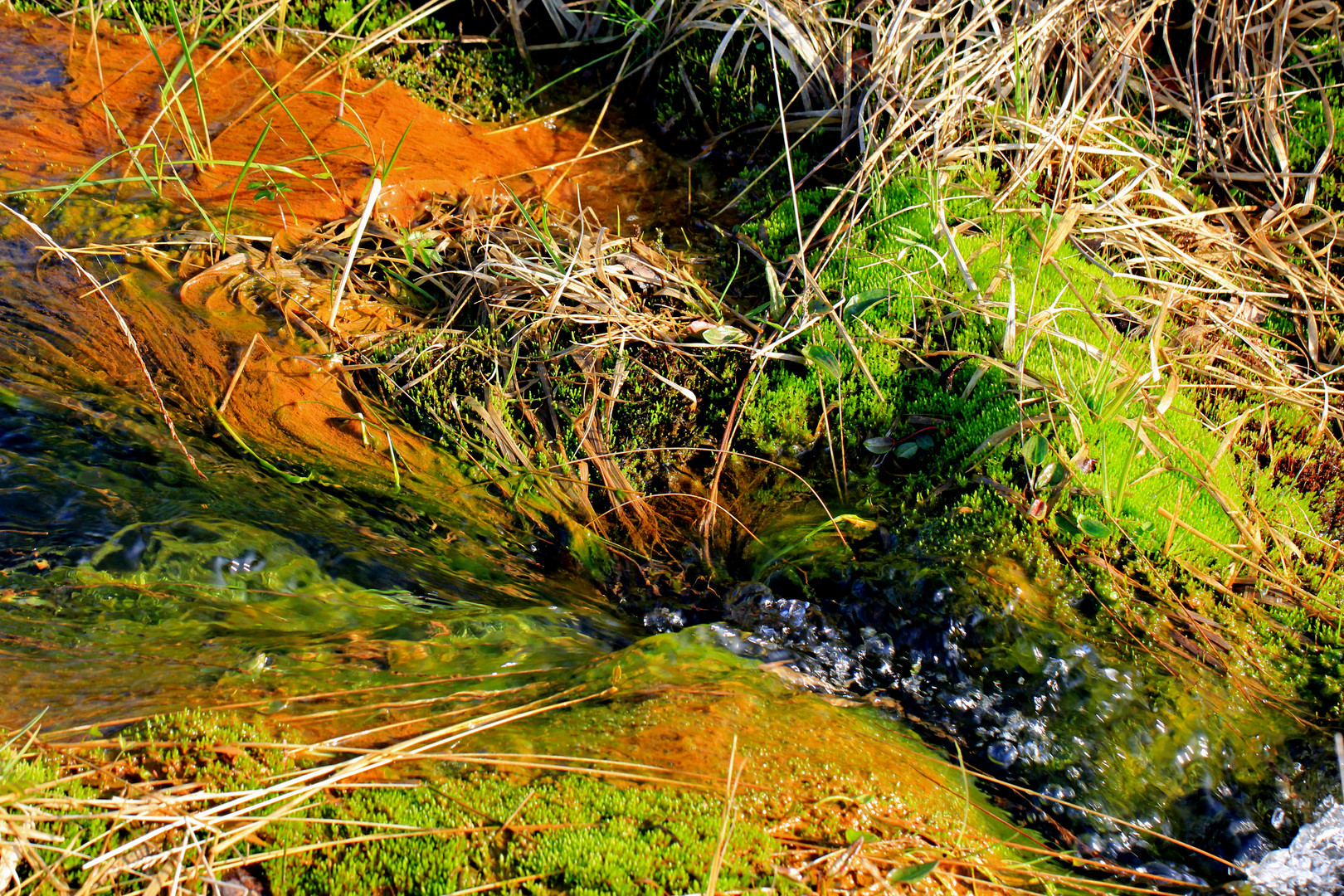 Exotische Wasserwelten 1