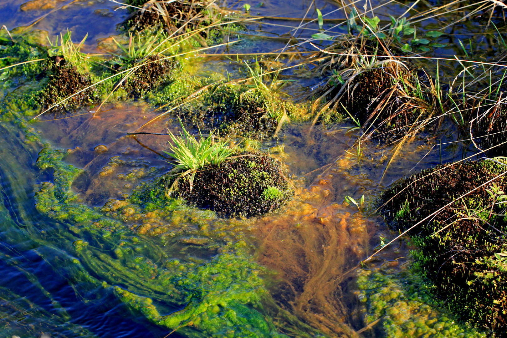 Exotische Wasserwelten 5