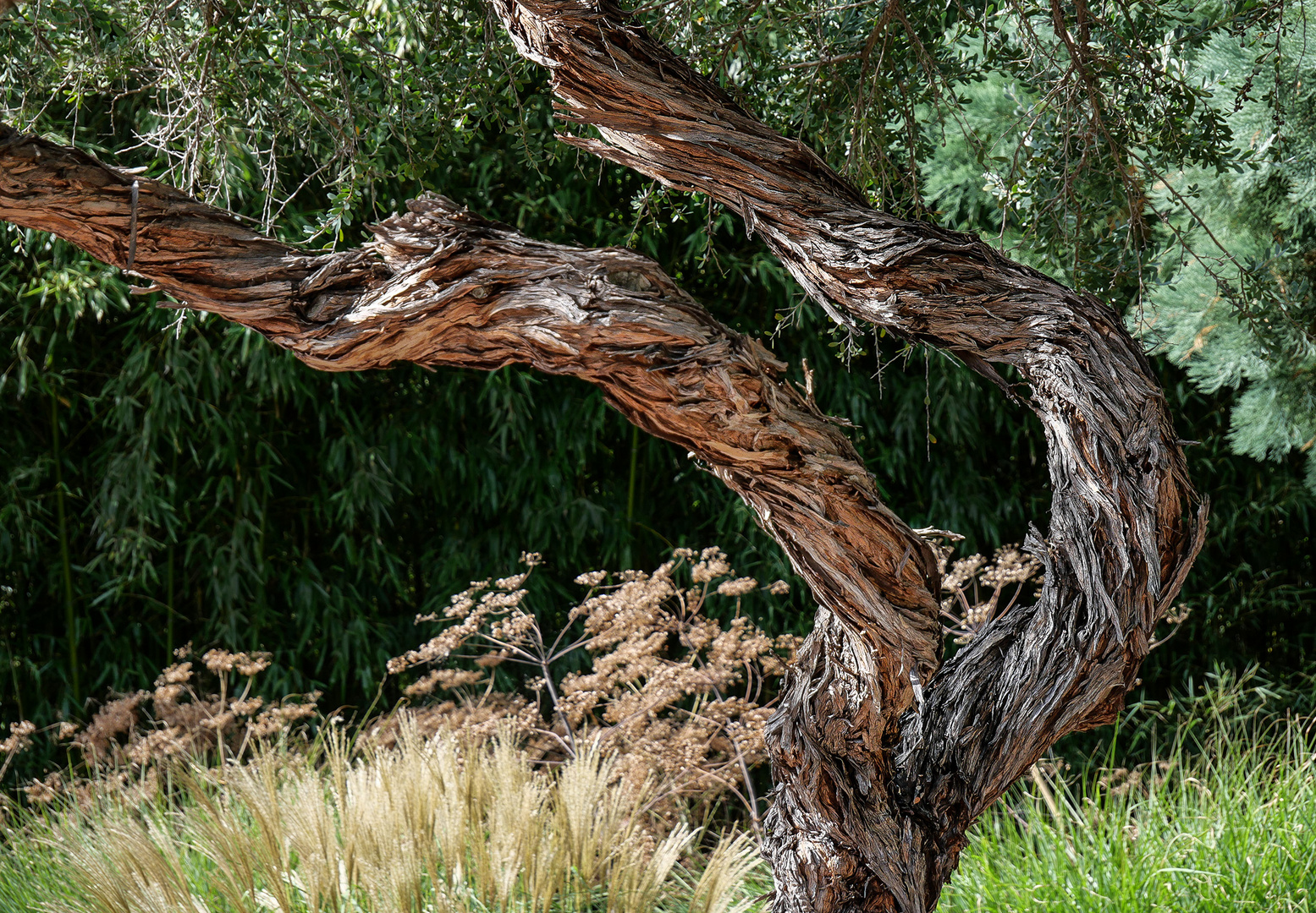 Exotischer Baum