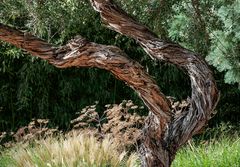 Exotischer Baum
