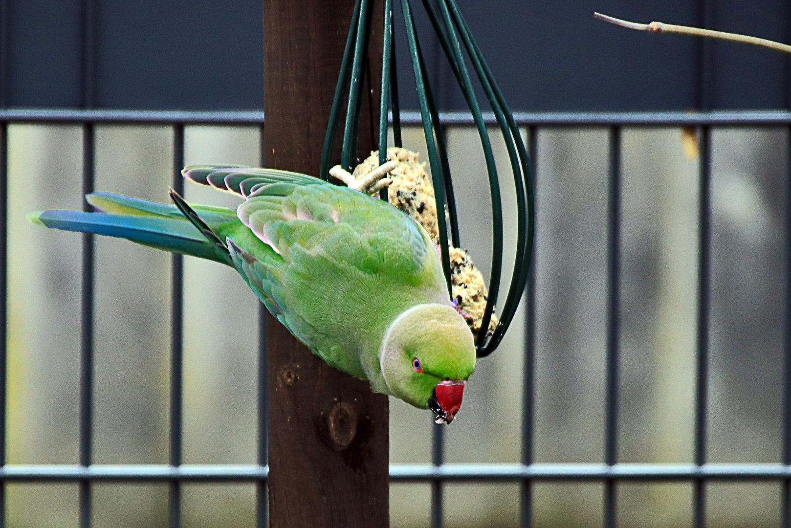 Exotischer Besuch.....