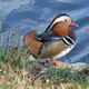 exotischer Besuch am Orankesee