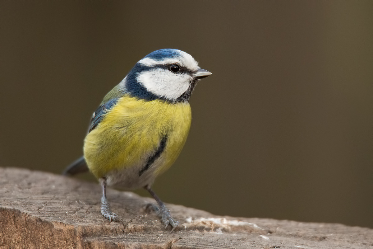 Exotischer blauer Vogel ;-)