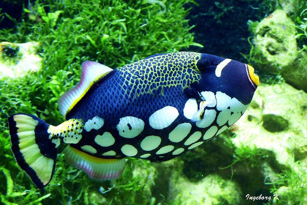 exotischer blauer-weißer Fisch im Aquarium Düsseldorf