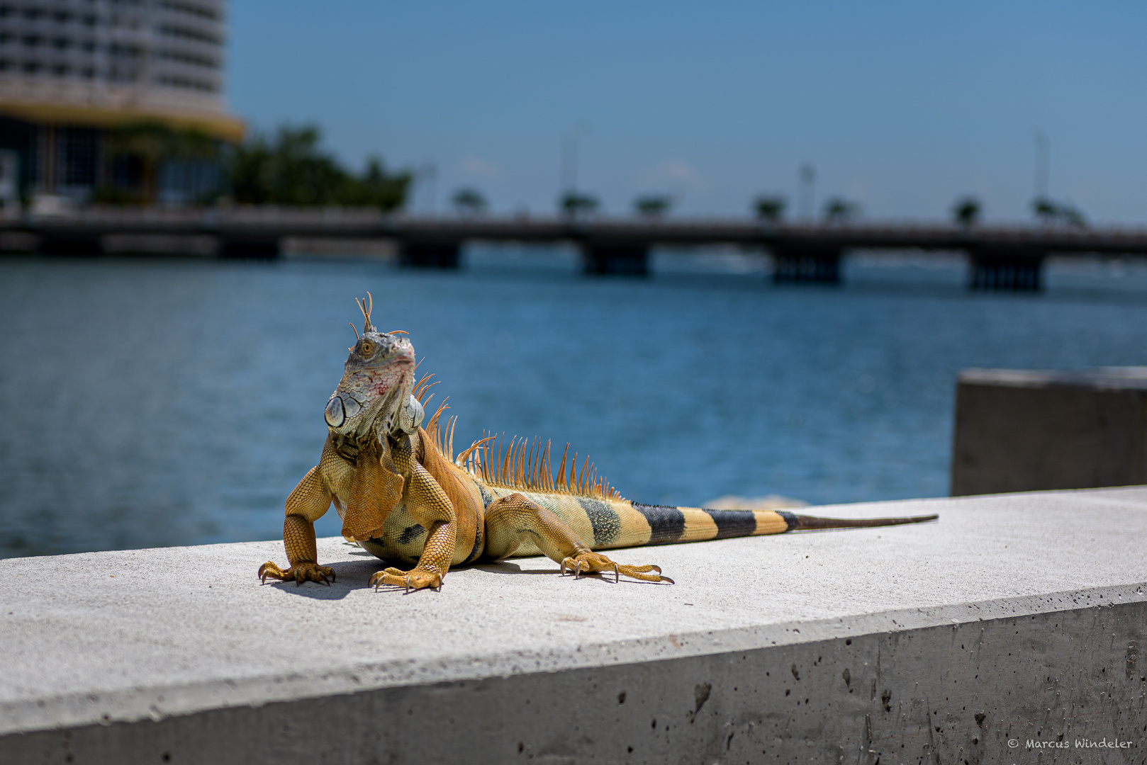 Exotischer Einwohner in Miami