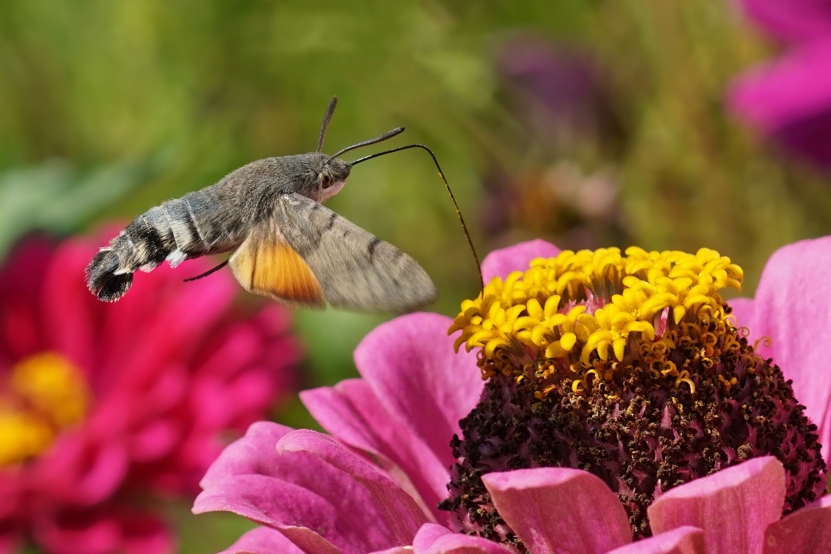 Exotischer Flair - Taubenschwänzchen (Macroglossum stellatarum)