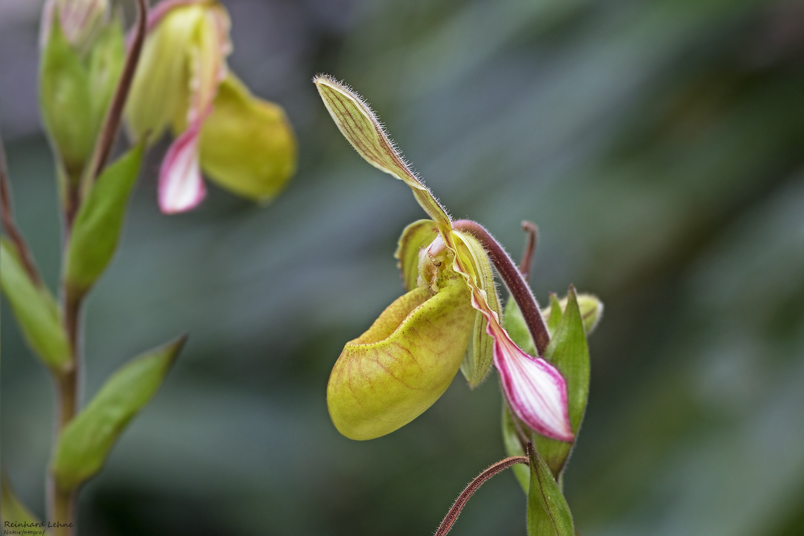 Exotischer Frauenschuh