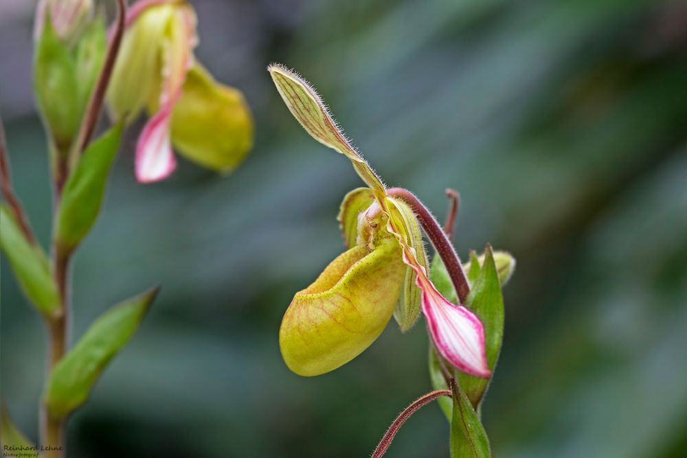 Exotischer Frauenschuh