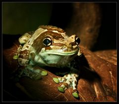 Exotischer Frosch