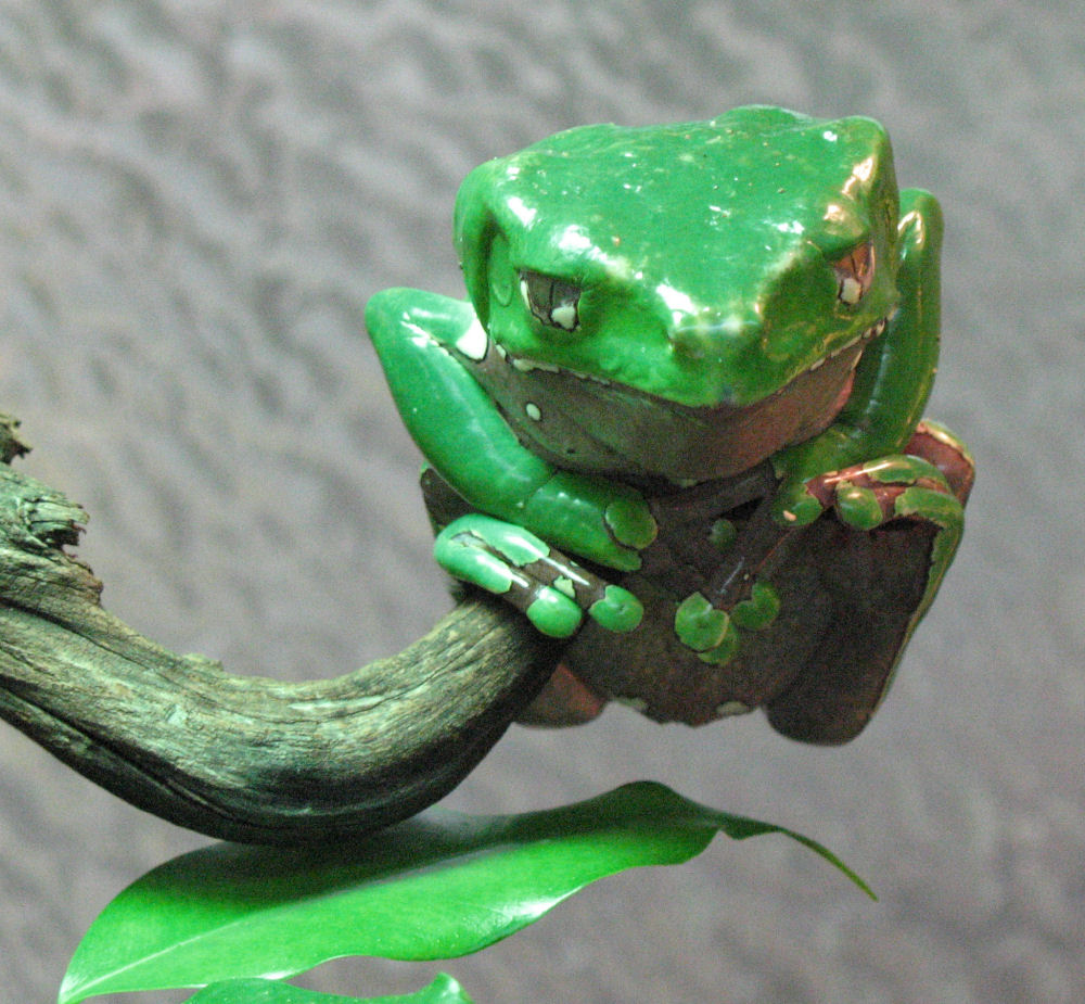 Exotischer Frosch im Kölner Zoo-Aquarium