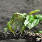 Exotischer Makifrosch........