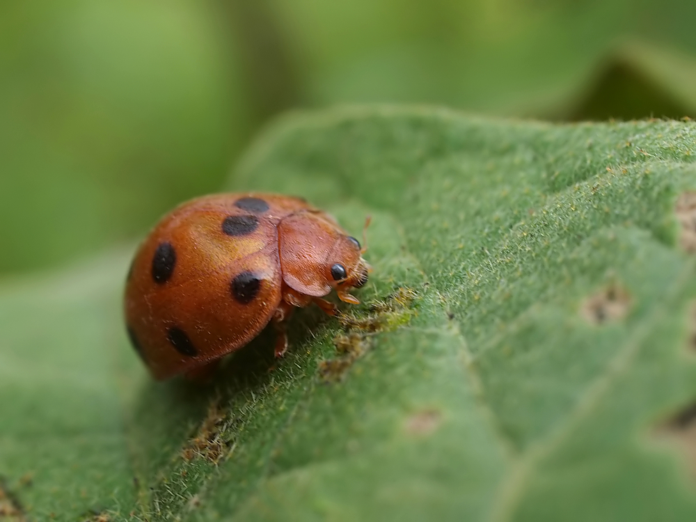 Exotischer Marienkäfer