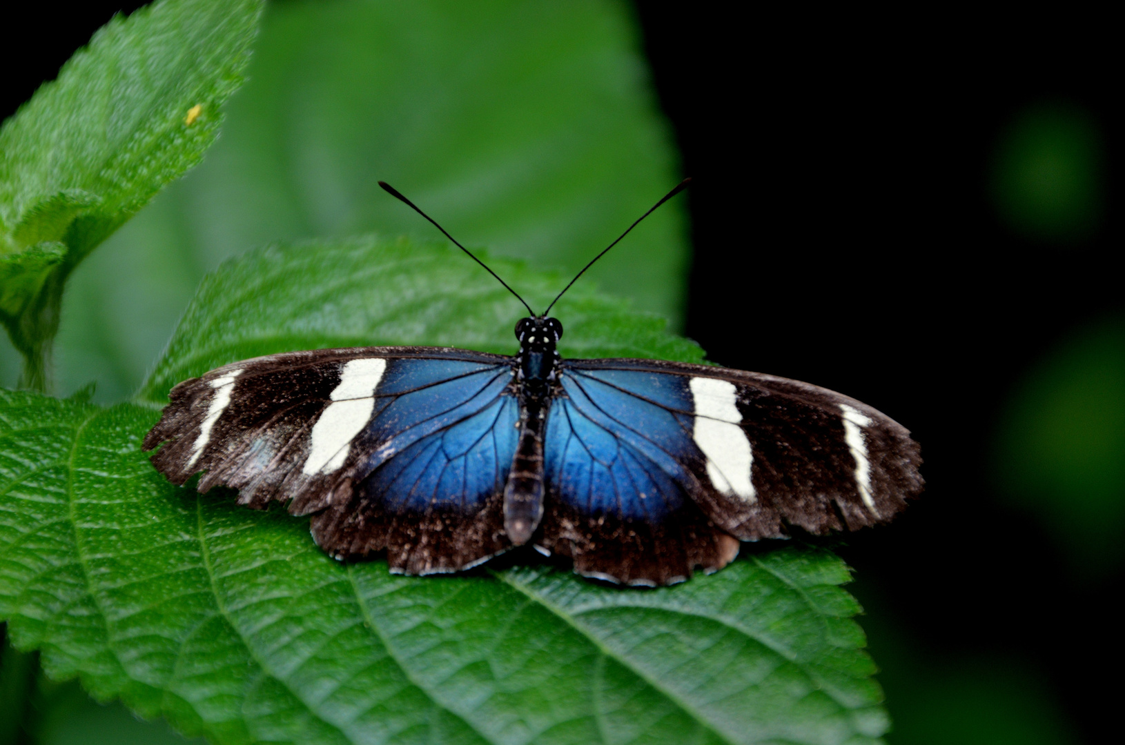 Exotischer Schmetterling ( 12 )