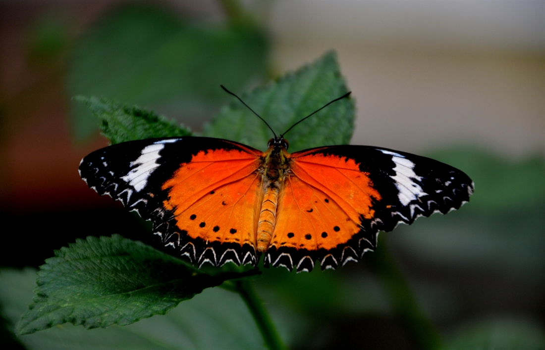 Exotischer Schmetterling ( 13 )