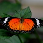 Exotischer Schmetterling ( 13 )